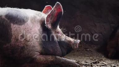 猪圈里的大猪，斑斑的猪躺在猪圈里的污秽中，沉睡的猪，侧面看